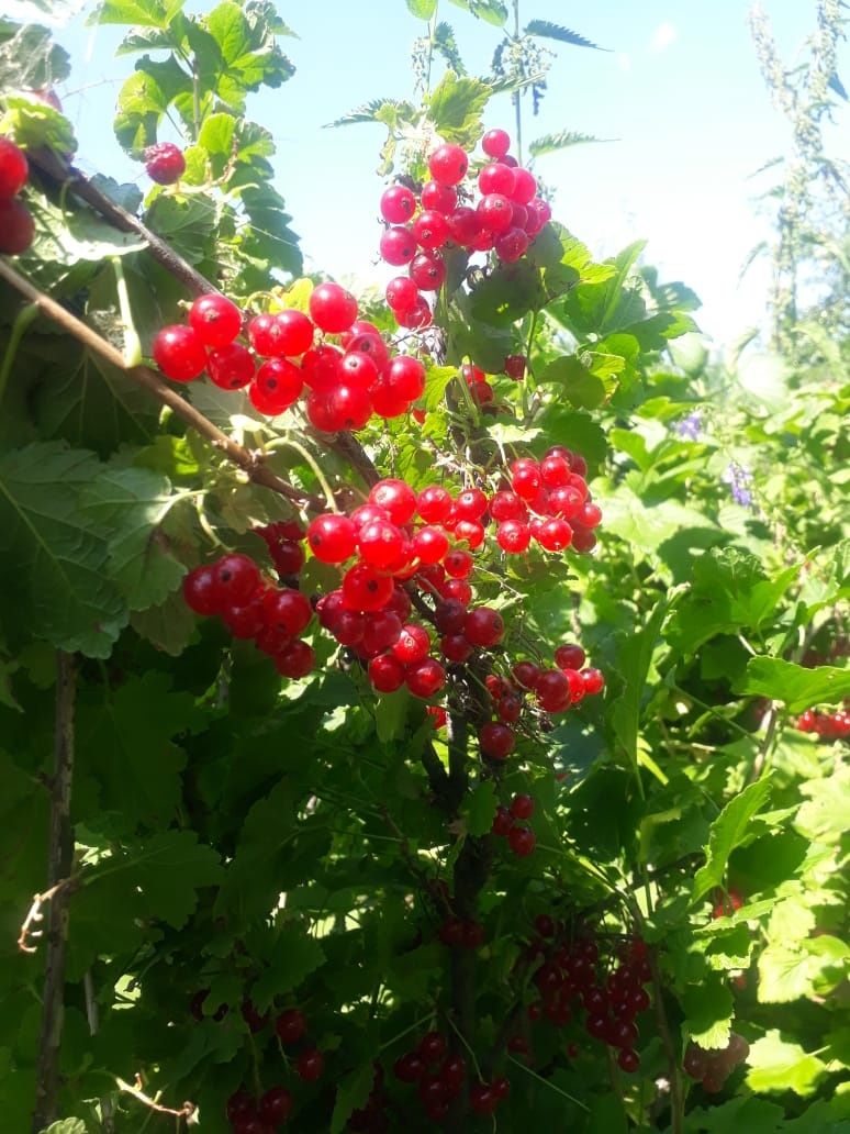 Продам дачный участок срочно!