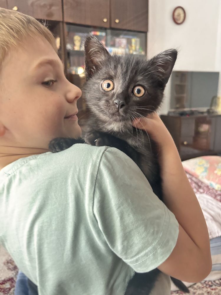 Возьмите у нас котят, пожалуйтса