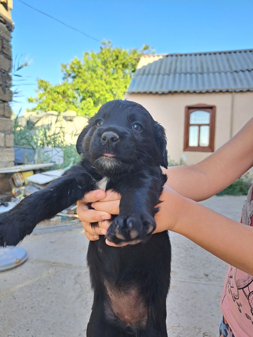 щенки в добрые руки