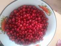 Продам вишню спелую