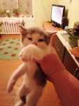 Отдам котят хорошим людям два мальчика и девочка