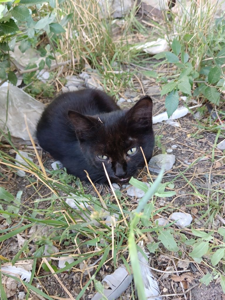Котенок в добрые руки