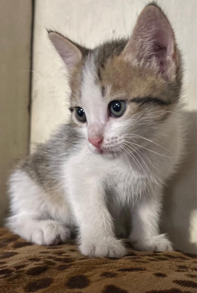 Отдам котят в добрые руки!