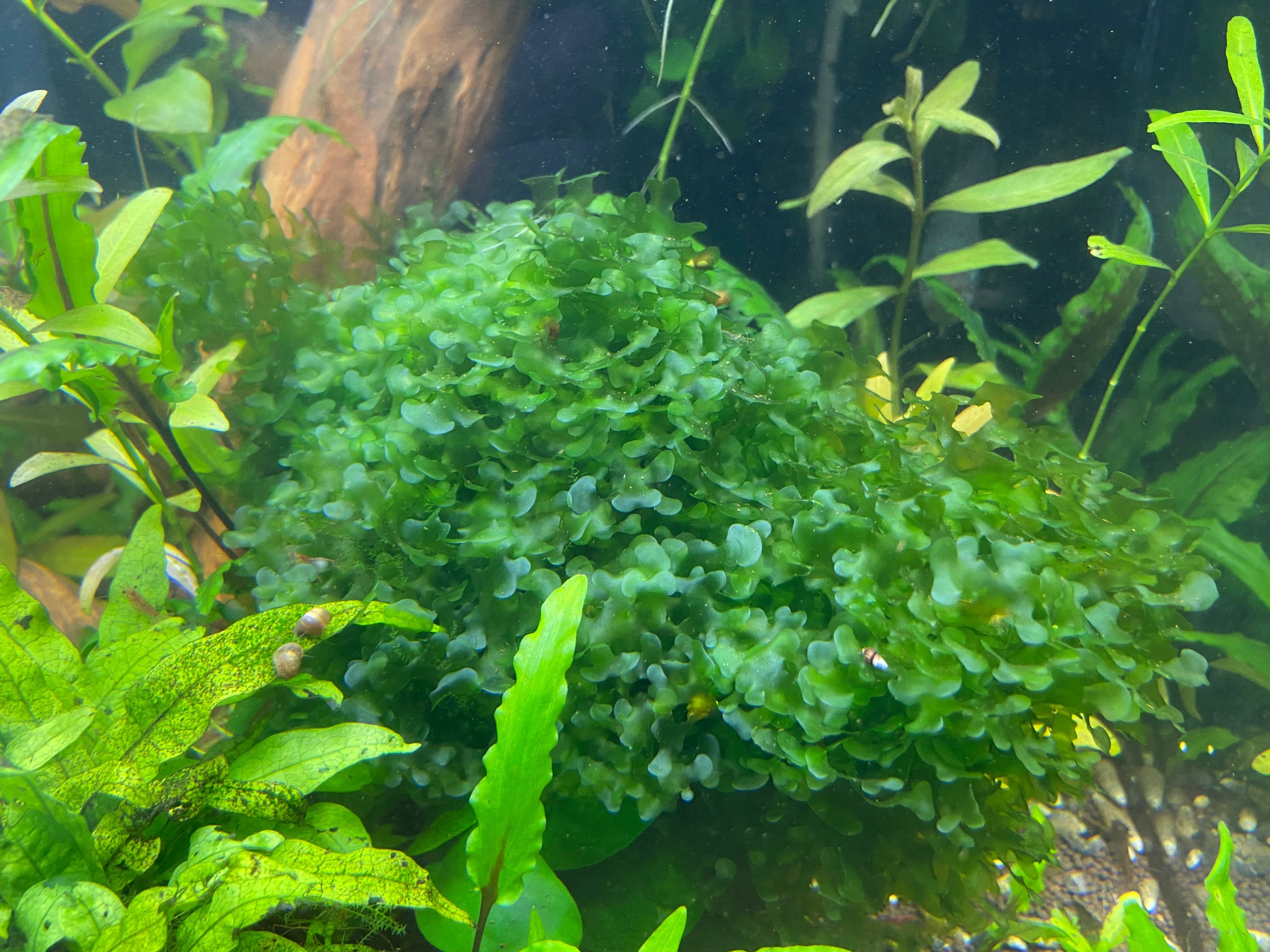 Аквариумное растение Ломариопсис линеата (Lomariopsis lineata)