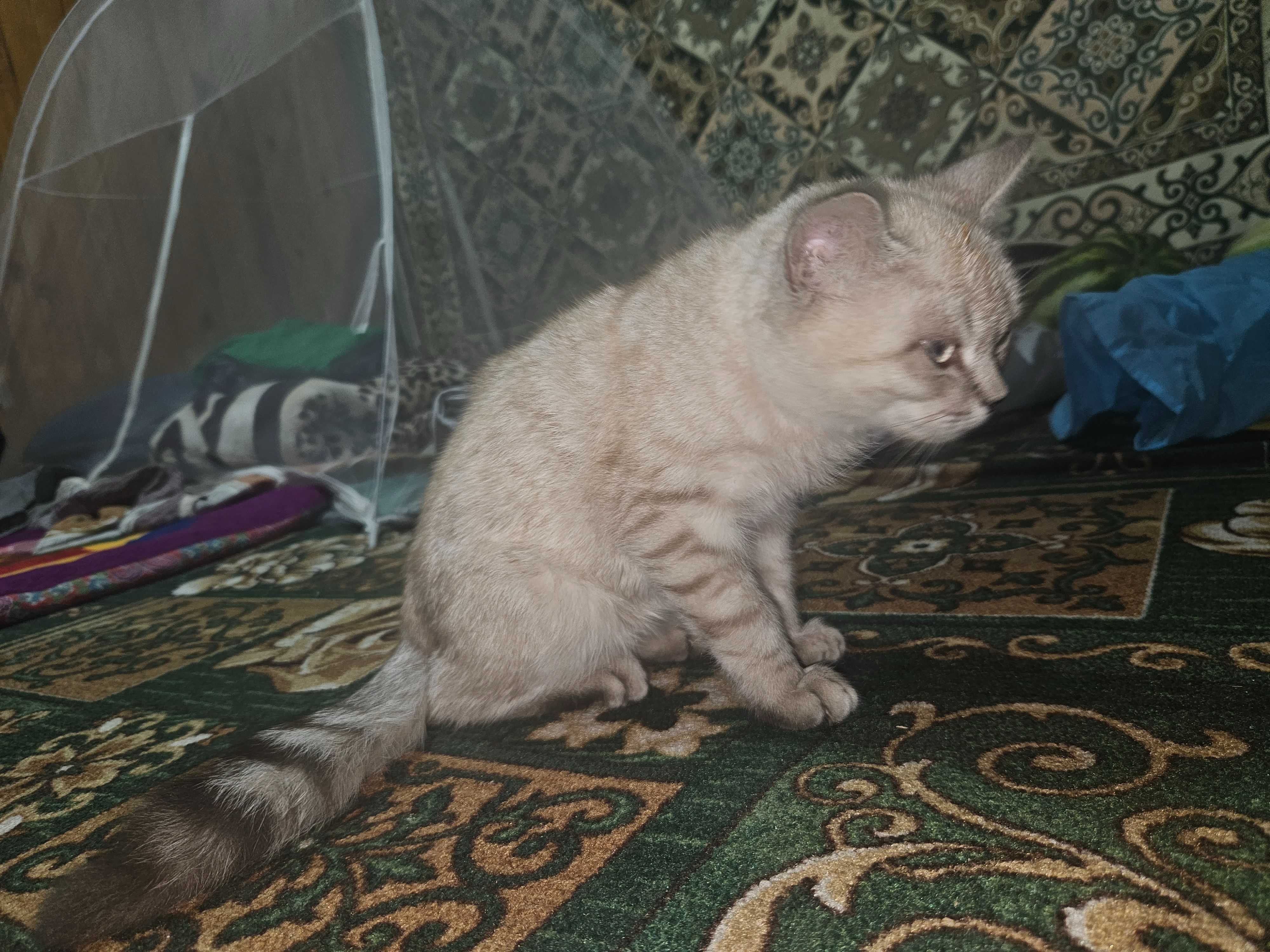 Кошка домашний  хороший
