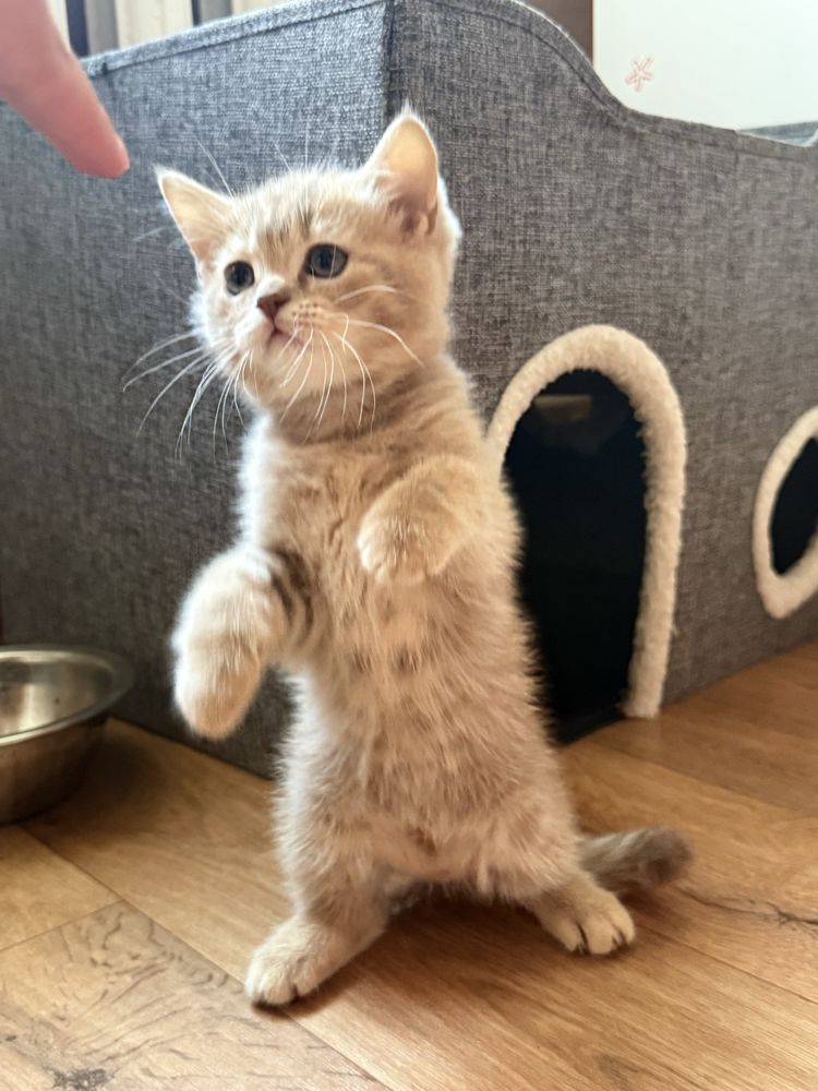 Британский котенок котята мальчик