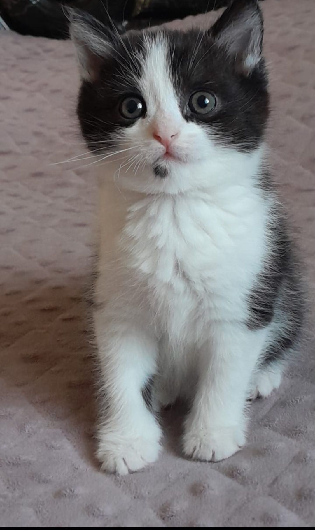 Скоттиши страйт и фолд