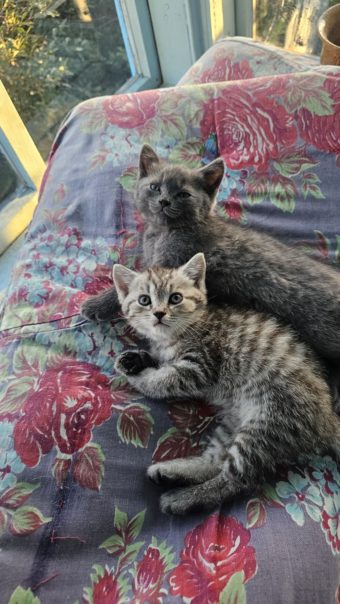 Котята шотландские