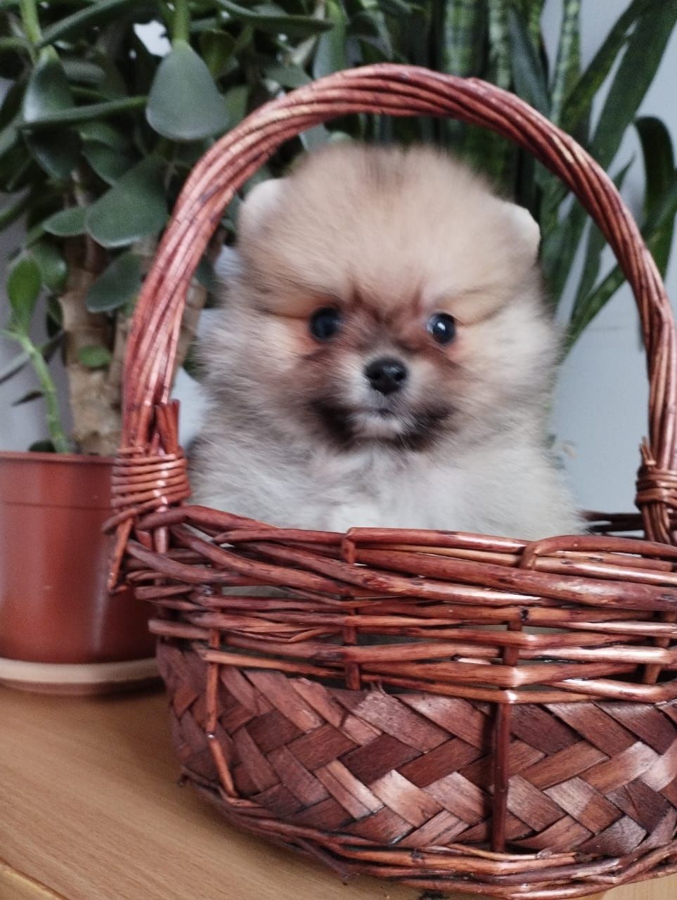 Щенки шпица мини