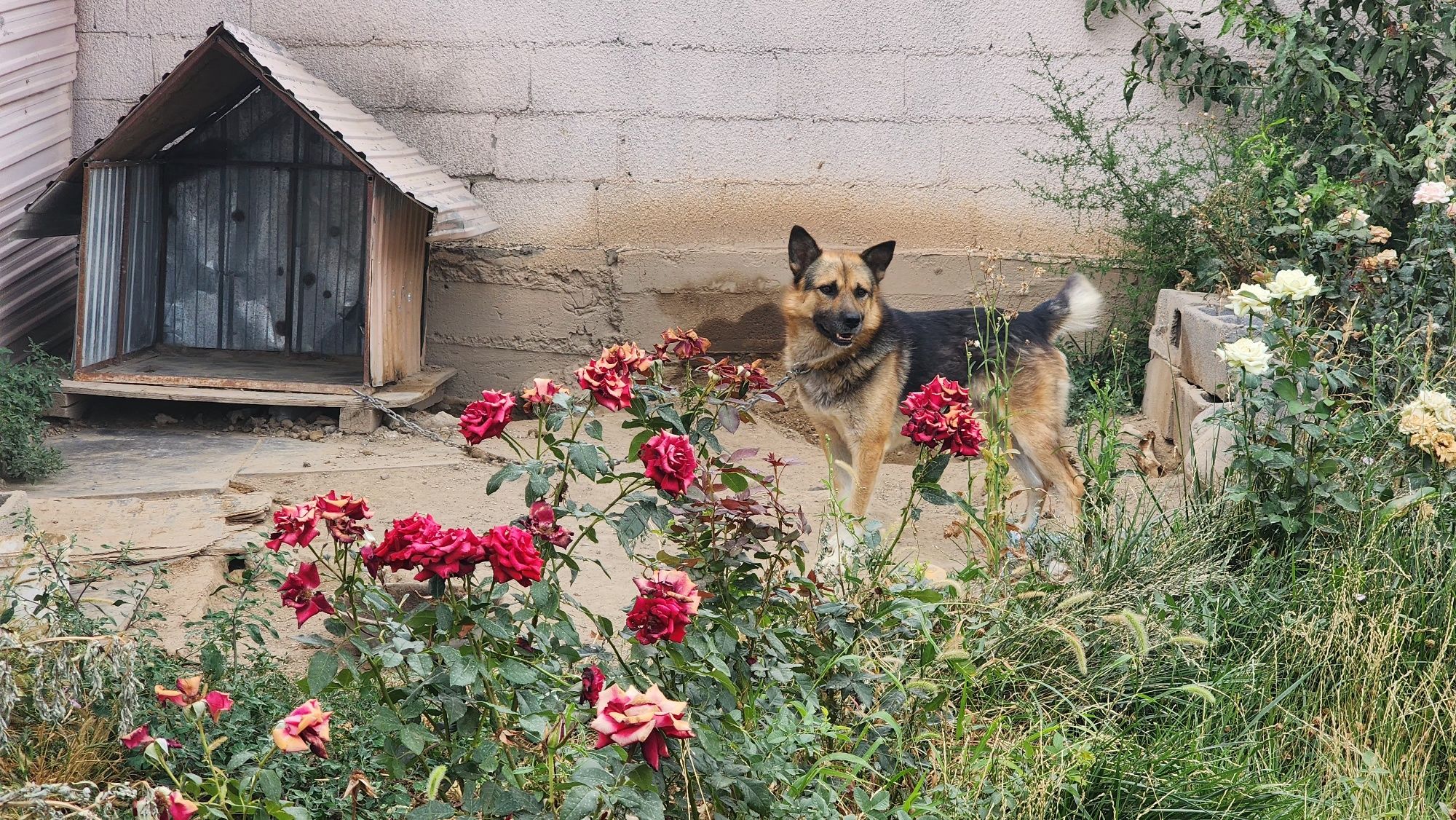 Отдам собаку бесплатно