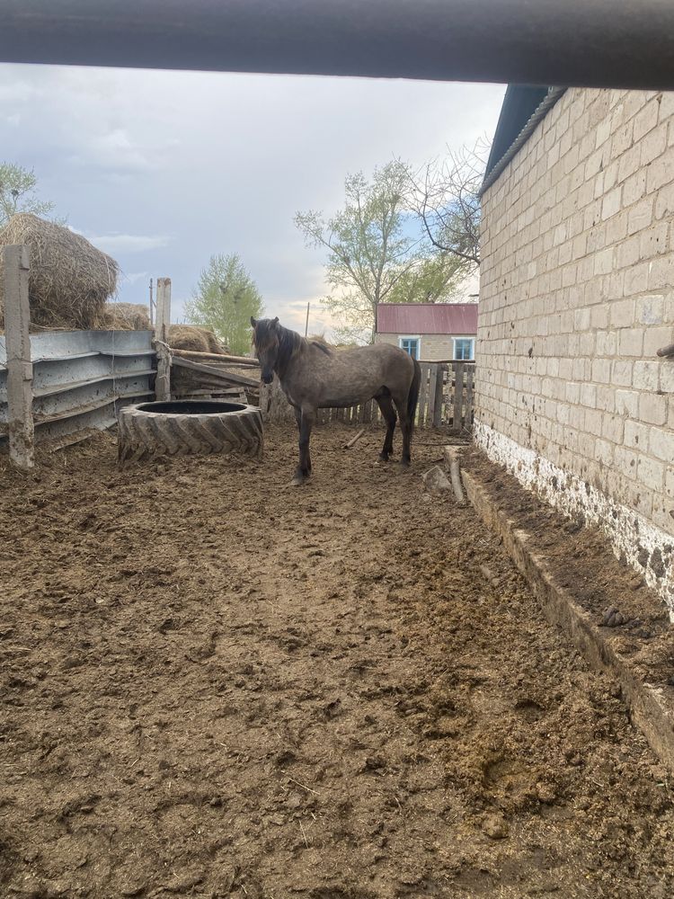Продам двух лошадей айгыр