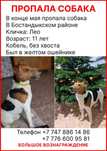 Пропала собака. Вознаграждение.