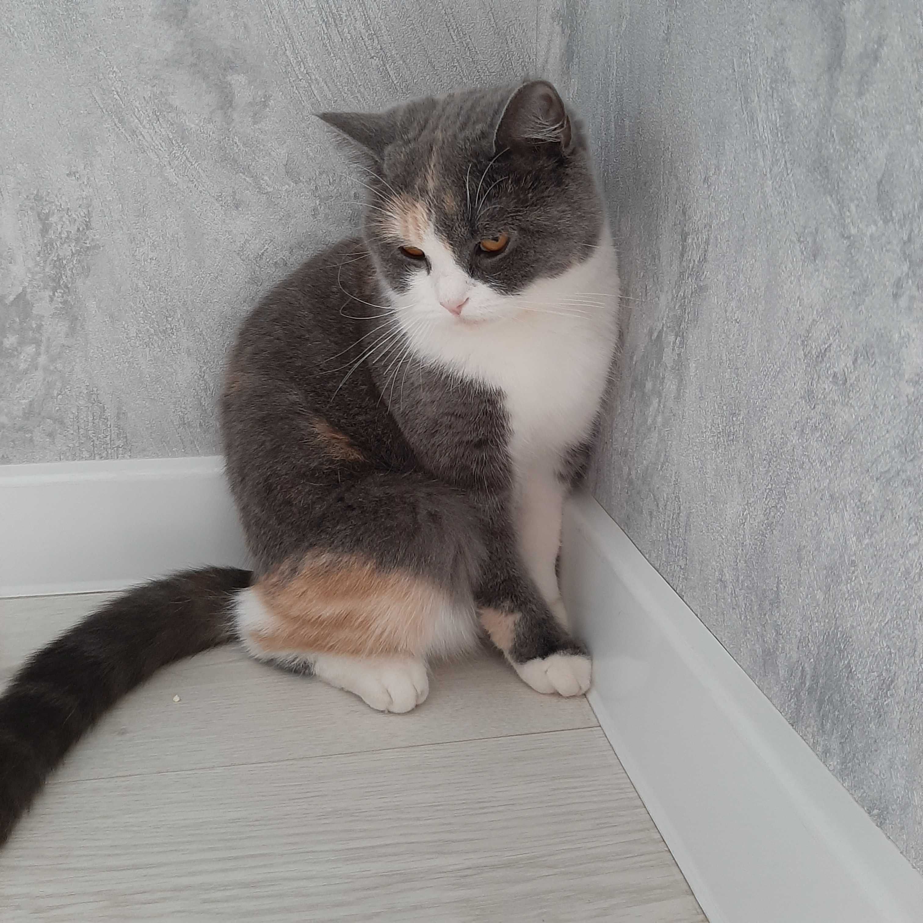Отдам бесплатно кошку в хорошие руки