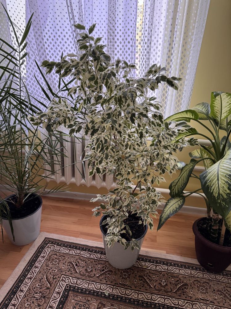 Комнатные цветы