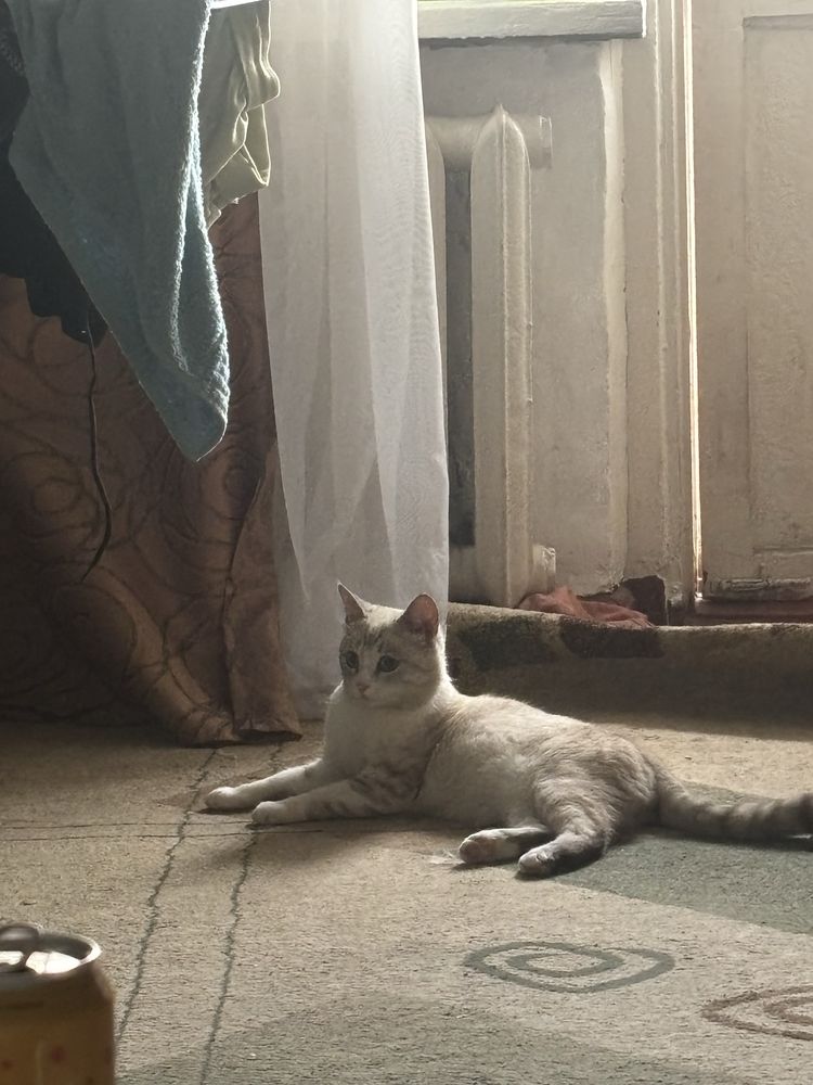 Продам тайского кота