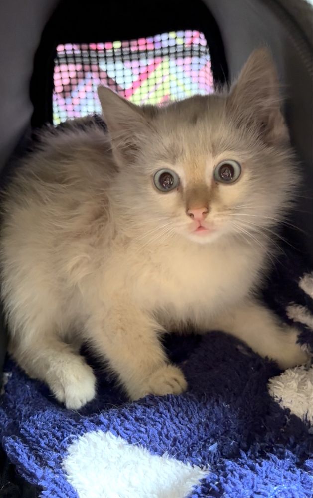 Котенок 2,5 месяца мальчик