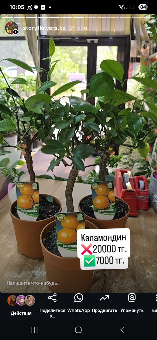 Цитрусовые деревья. Дерево лимона. Дерево мандарина. Каламондин.