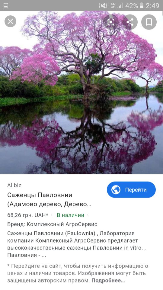 Клён дуб карагаш катальпа айланд изгород Берёза липа