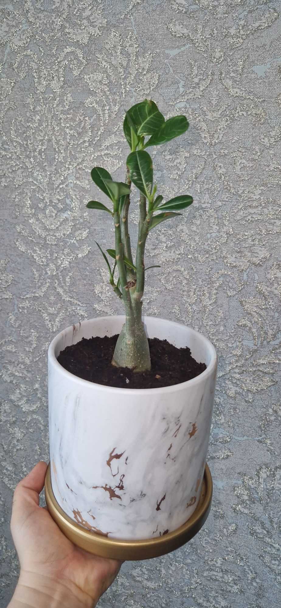 Виноград Кишмиш Аватар (Капли луны), и многие другие цветы