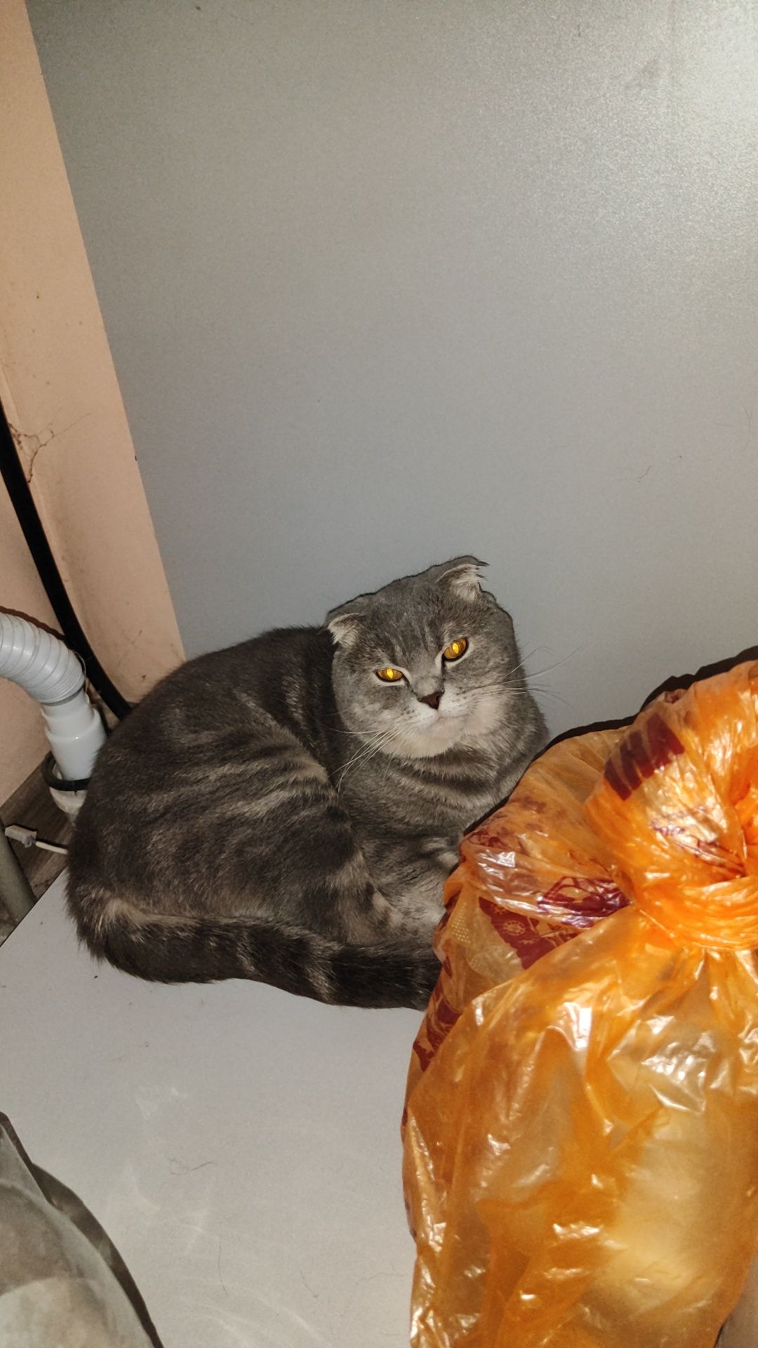 Шотландский вислоухий
