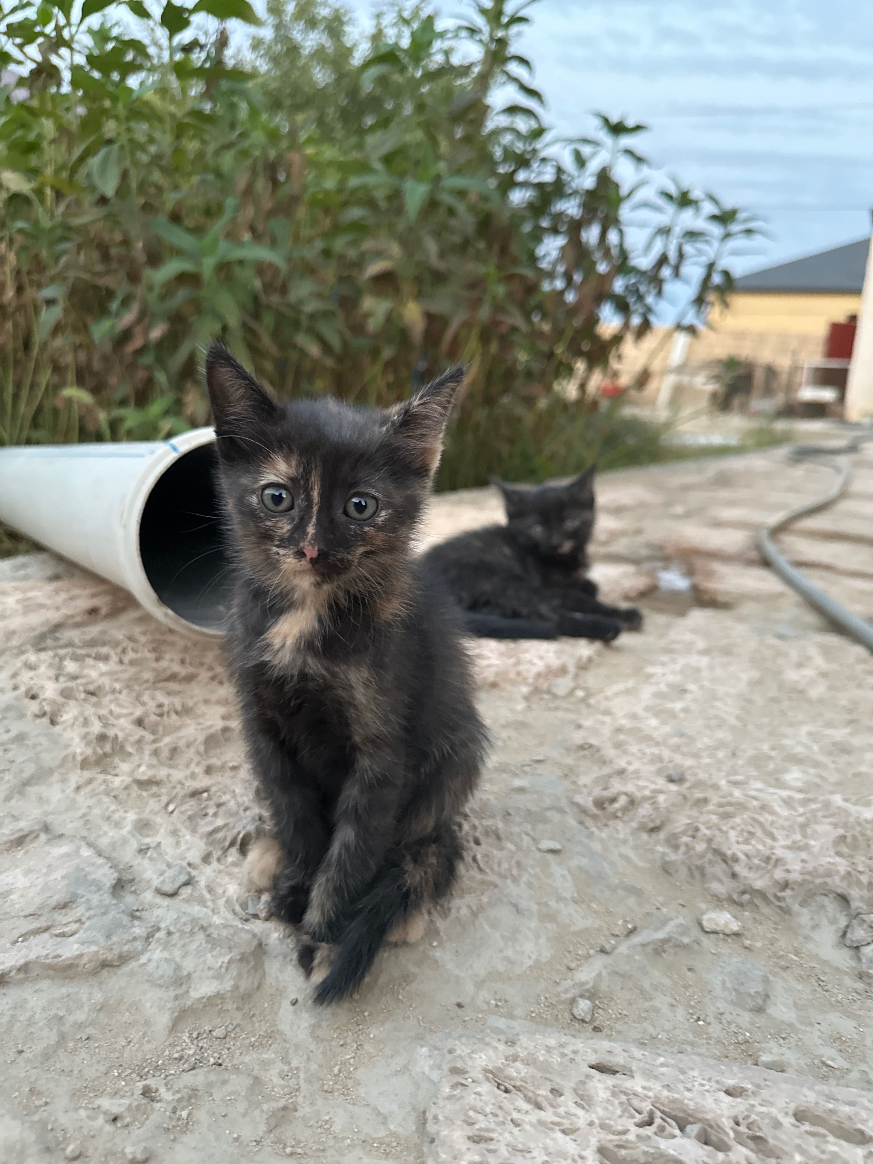 в добрые руки котята