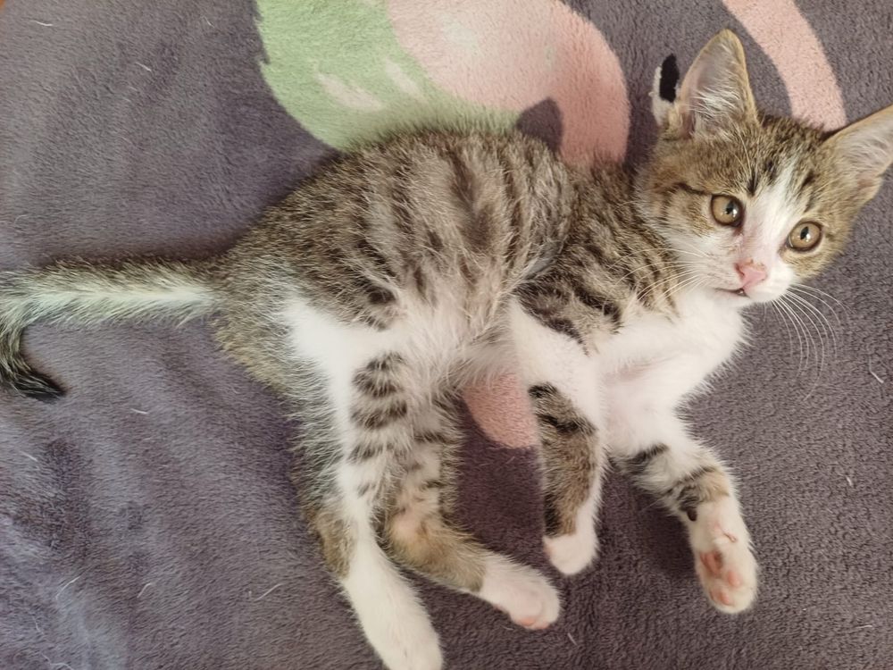 Отдаем котенка в хорошие руки