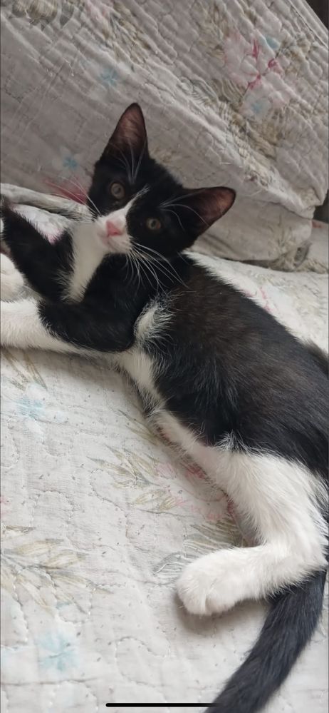 Отдам кошку и котят