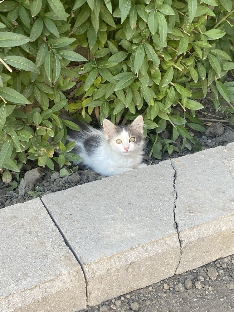 Бесплатно в добрые руки котята