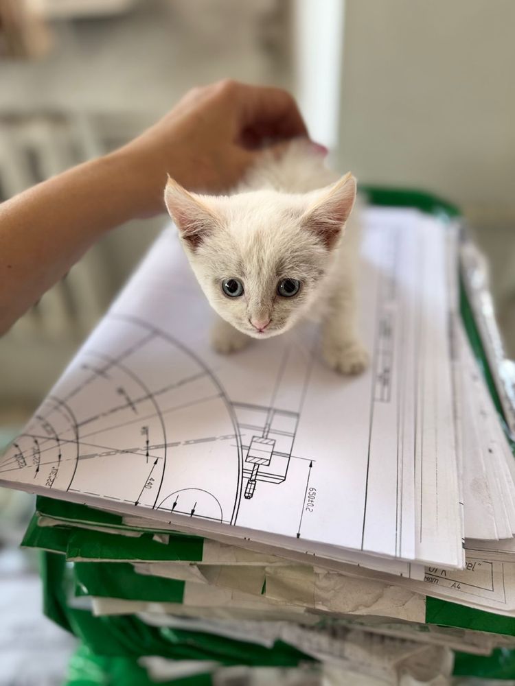 Отдам котят в отвественные и добрые руки!