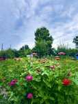 Продам дачу на котлованах с урожаем