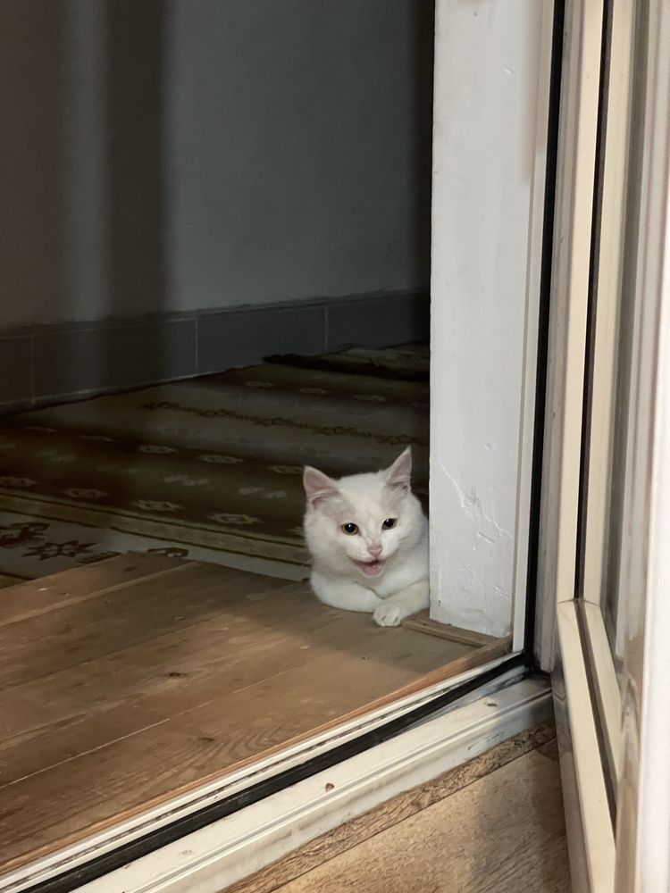 подарю белого кота