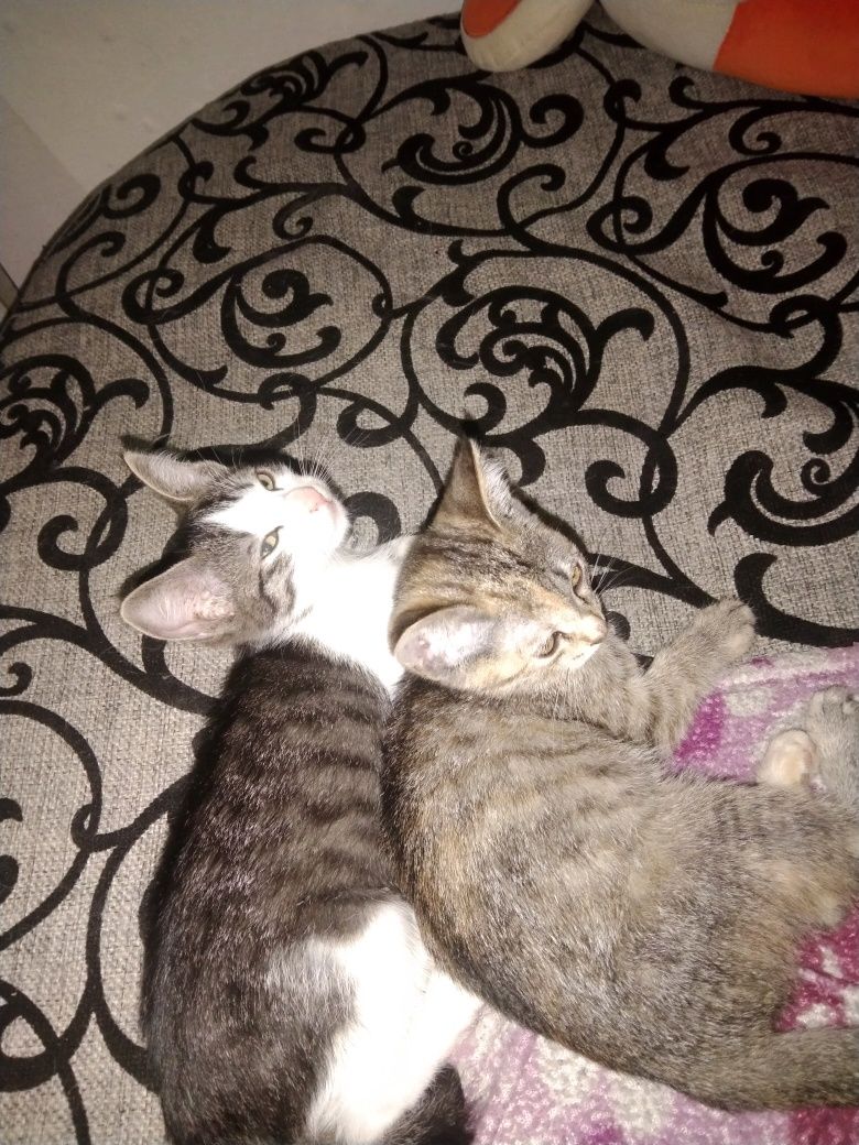 Отдам котят в добрые руки