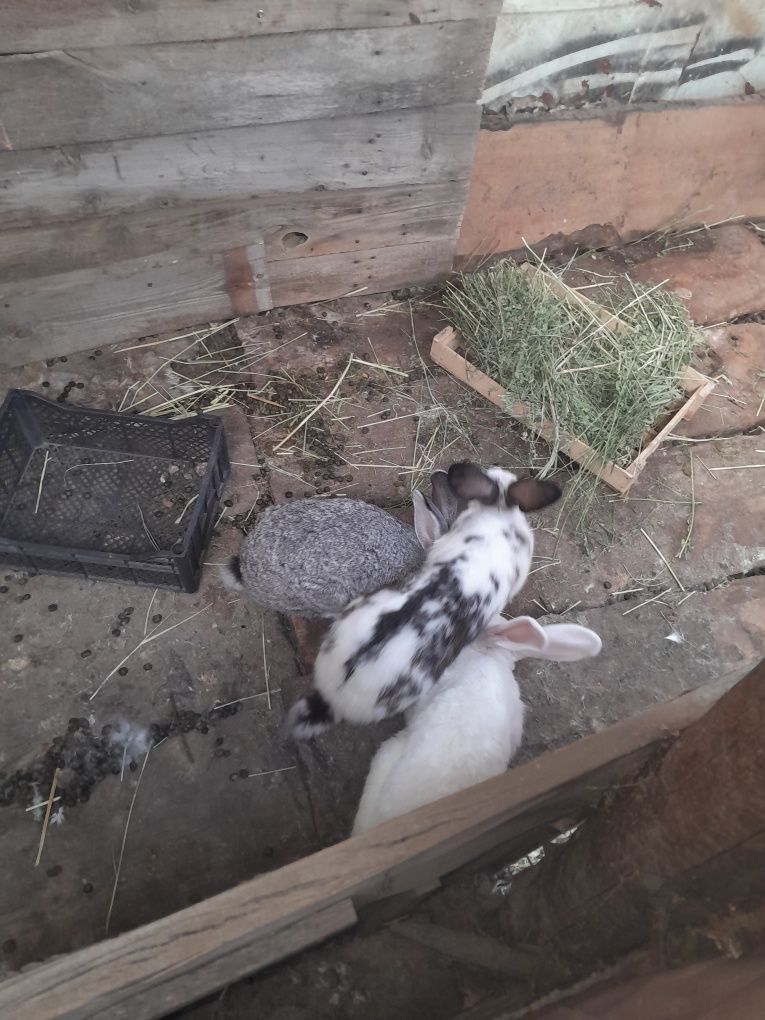 Продам 3 взрослых кролих