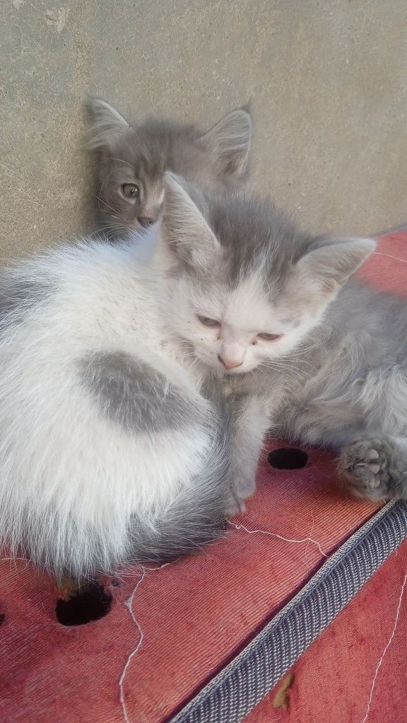 Отдам котят .крысаловы.