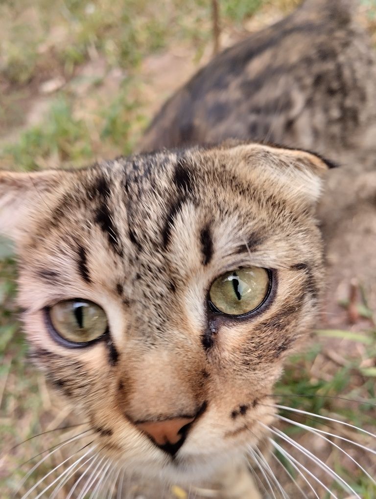 Вислоухий кот за шоколад
