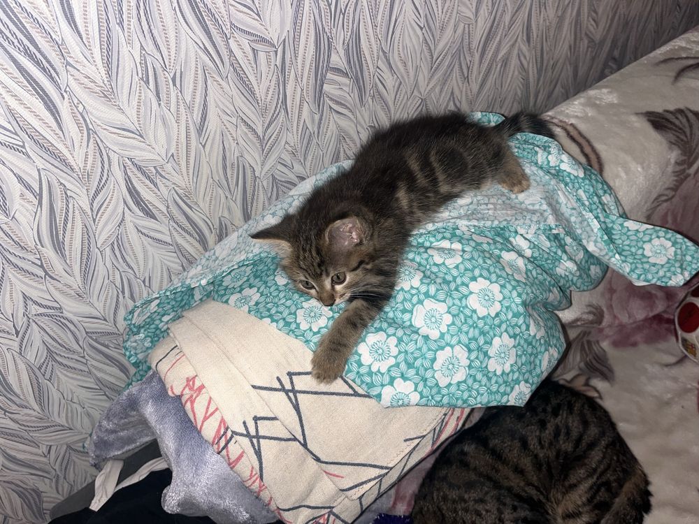 Отдам котенка в доьрые руки