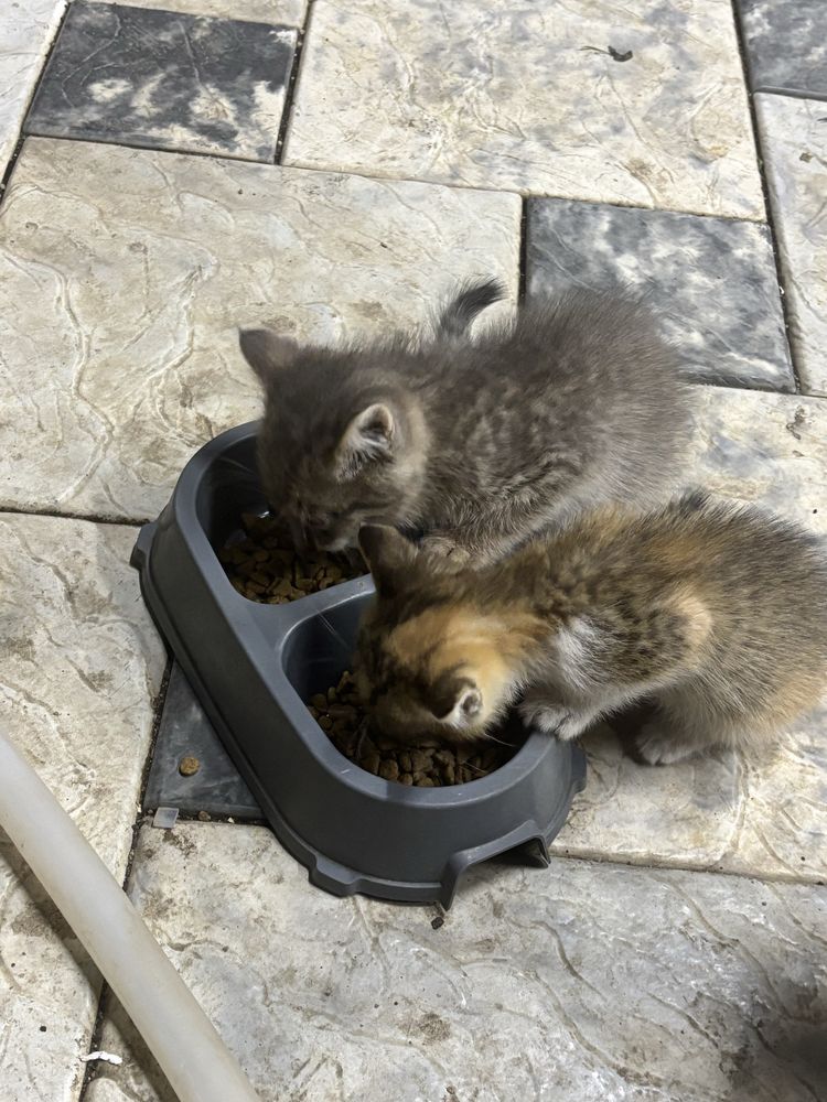 Отдам котят бесплатно
