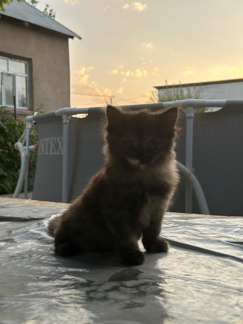 Котёнок ласковый.