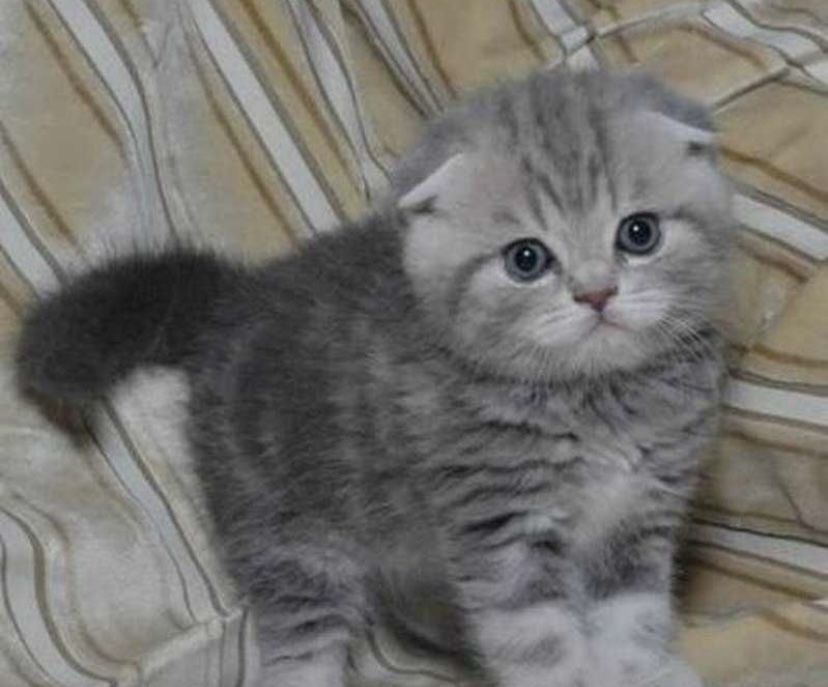 шотландские вислоухие и прямоухме котята