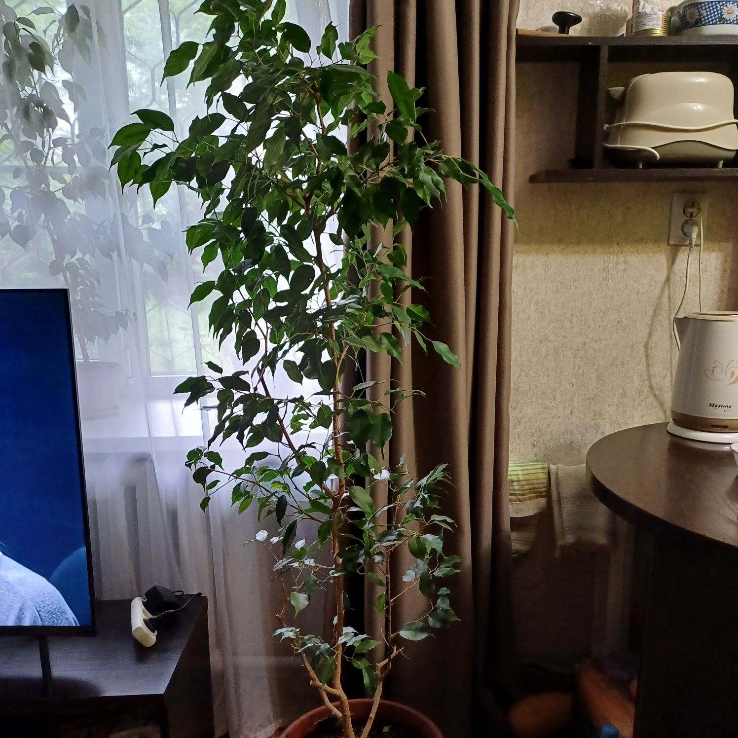 Фикус Бенджамина