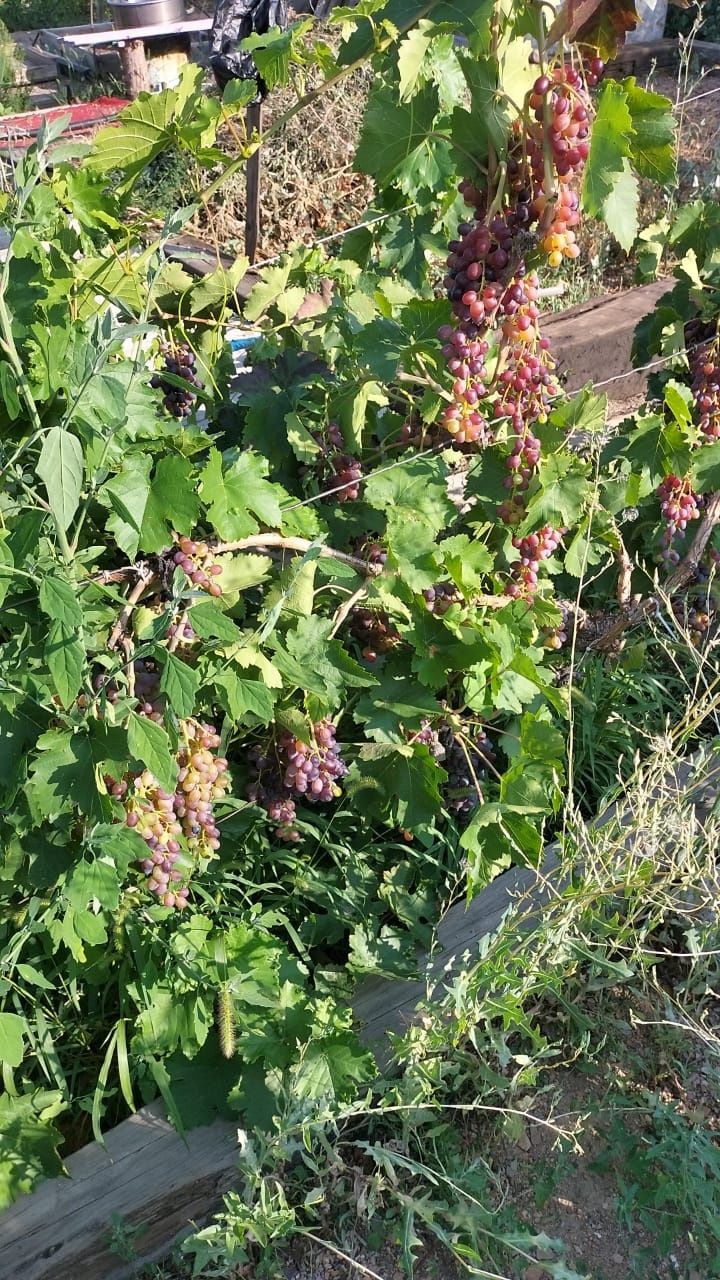 Продам дачу зима лето