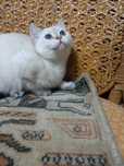 Продаётся котенок Британская короткошерстная