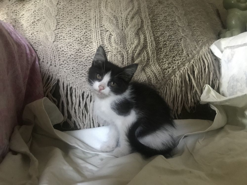 Отдам котят в добрые руки