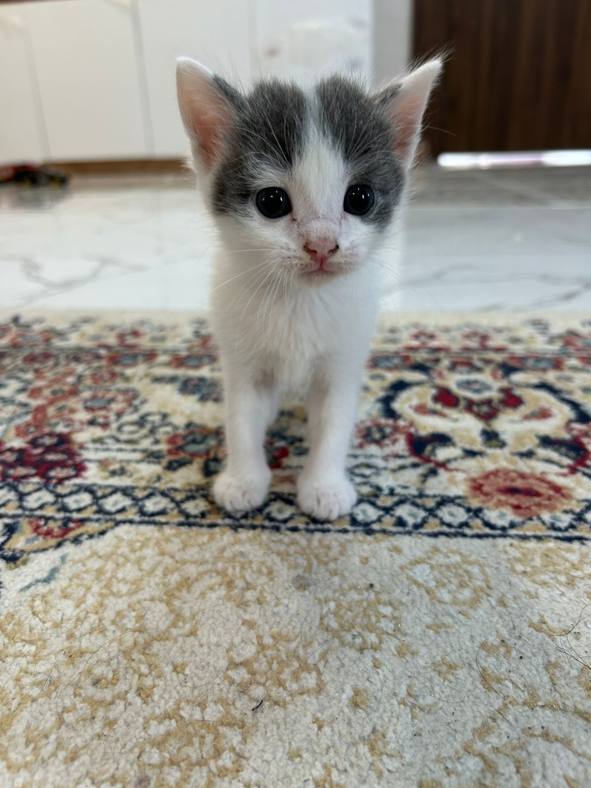 Отдам котенка  в хорошие руки