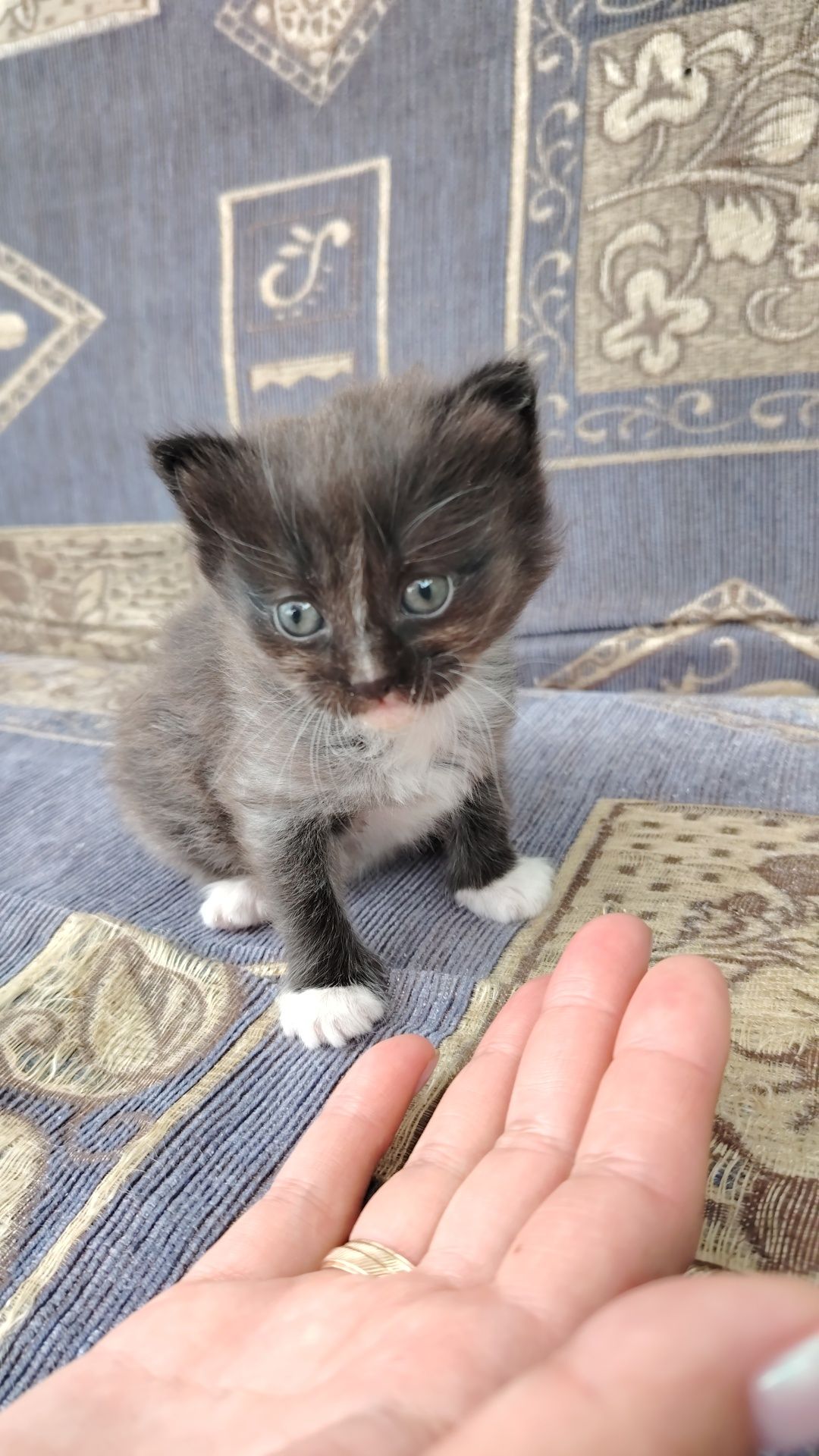 Котенок пушистый