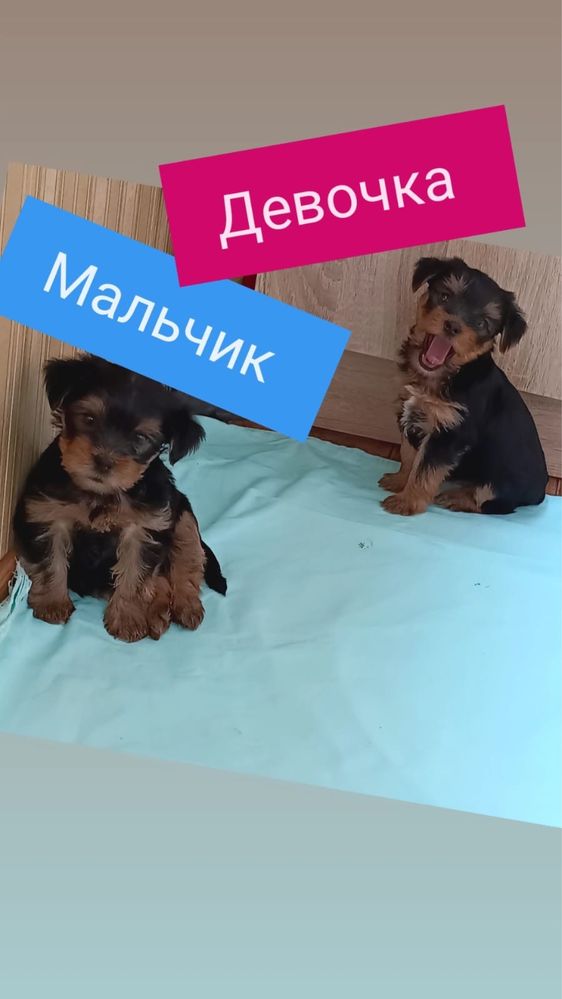 Щенки Ийоркширский терьер