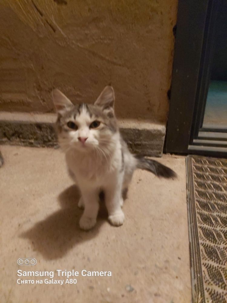 Милые котята,отдам даром