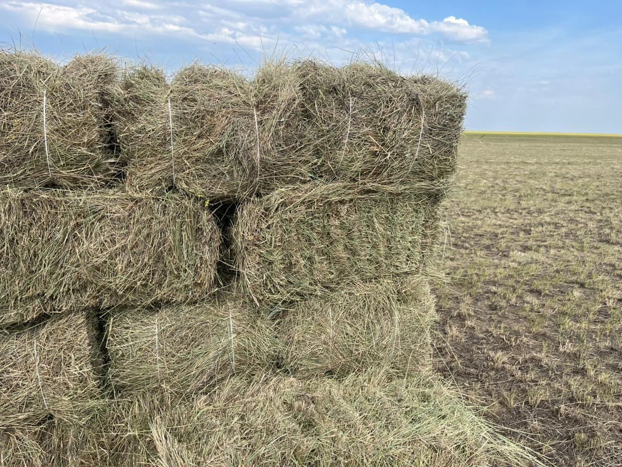 Шөп! Рулон, тюк житняк