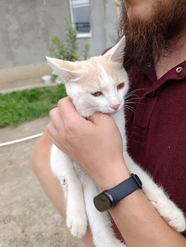 Коты в добрые руки