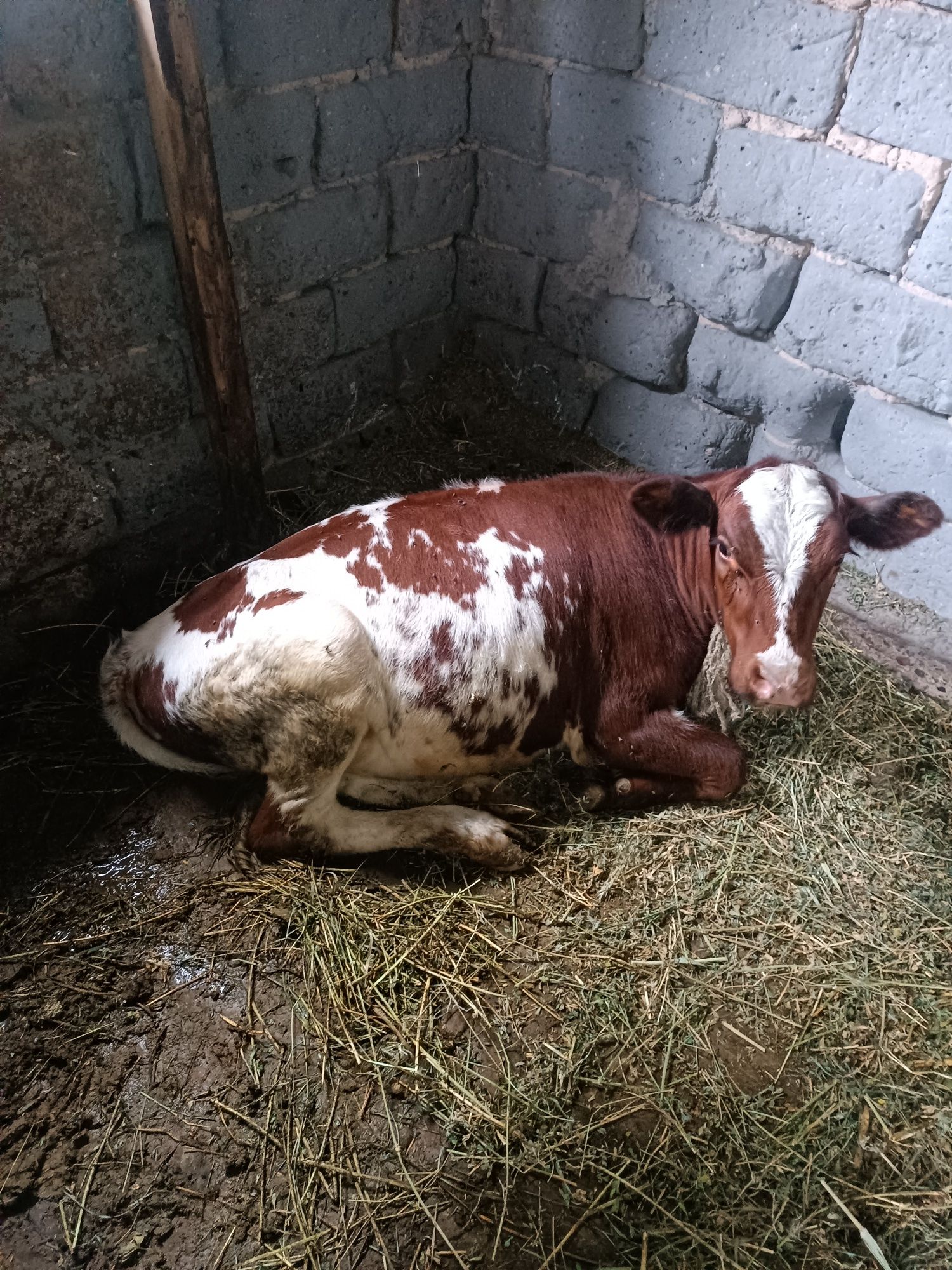 Продаются коровы срочно